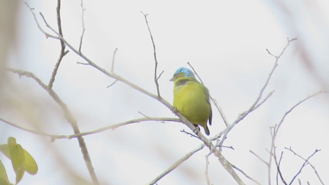 Blaukappenorganist - ML616702897