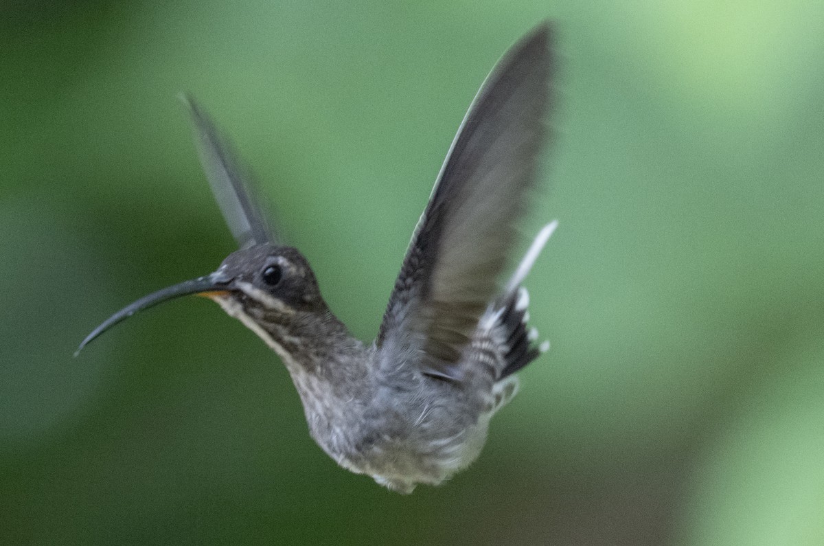 White-bearded Hermit - Philip Reimers