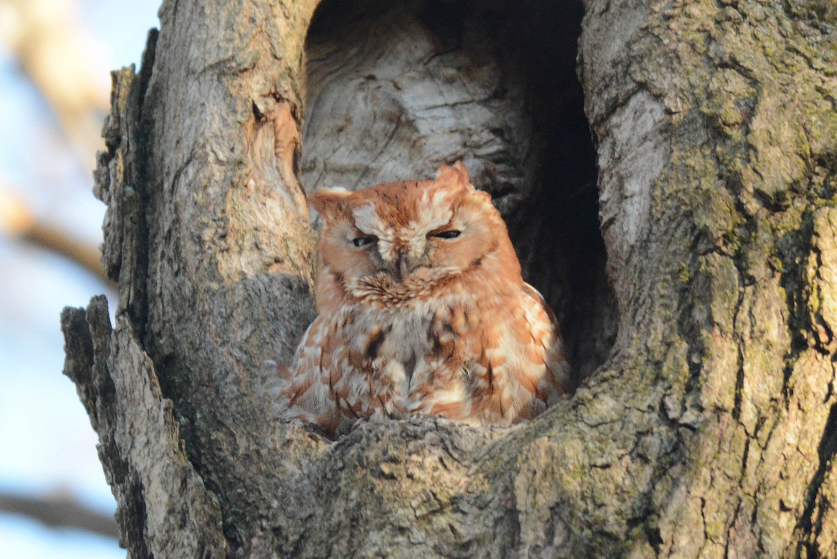 Eastern Screech-Owl - Daniel Thibault