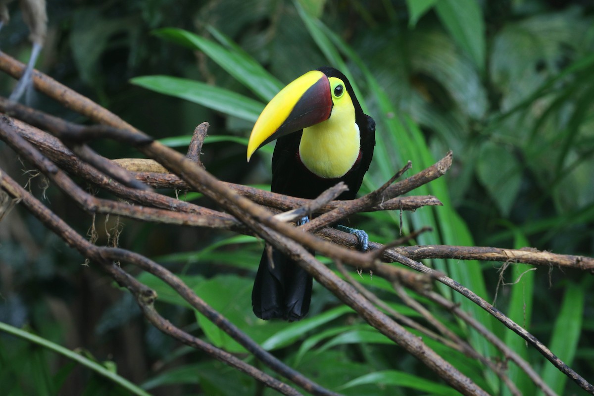 Yellow-throated Toucan - Roger Higbee