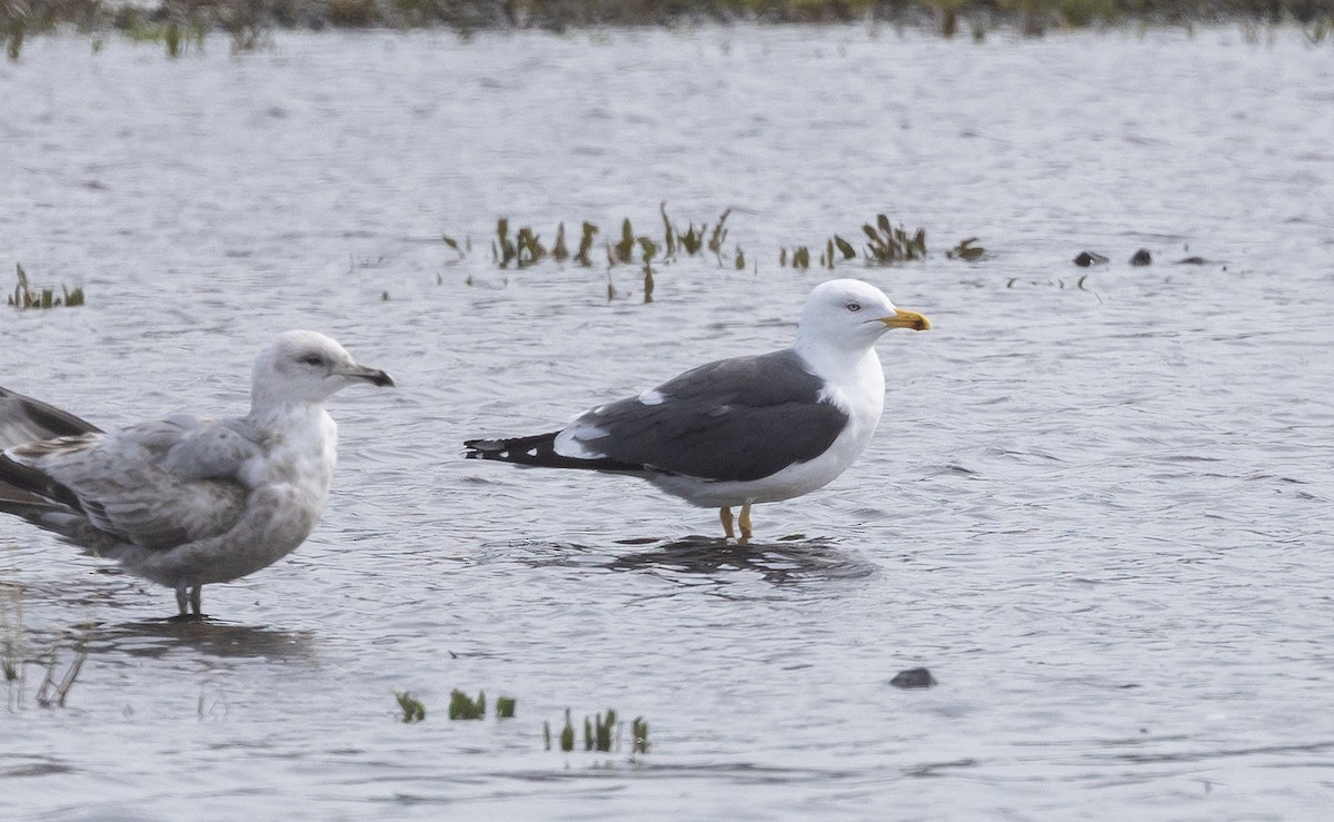 Lesser Black-backed Gull - ML616702987
