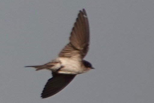 Tumbes Swallow - Peter Blancher