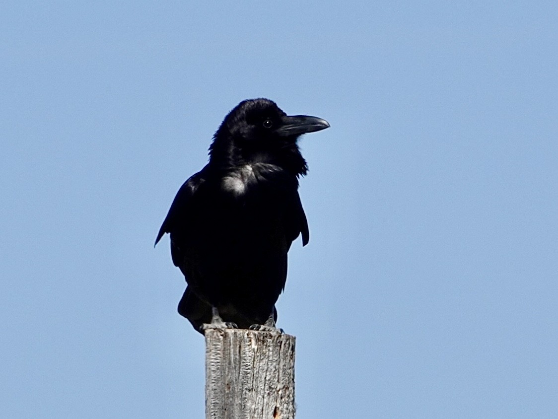 Chihuahuan Raven - Brian Daniels