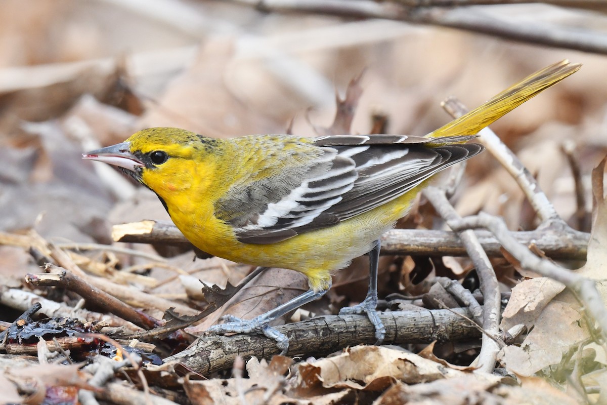 Bullock's Oriole - Donald Taylor