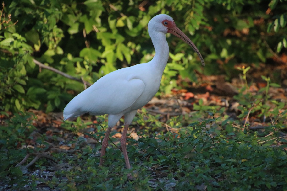 White Ibis - Caroline Schratz