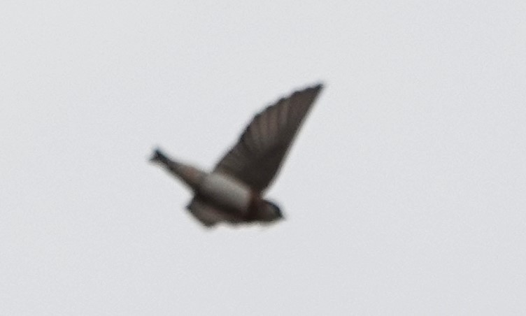 Chestnut-collared Swallow - Peter Blancher