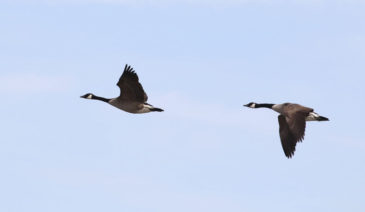 Canada Goose - ML616703145