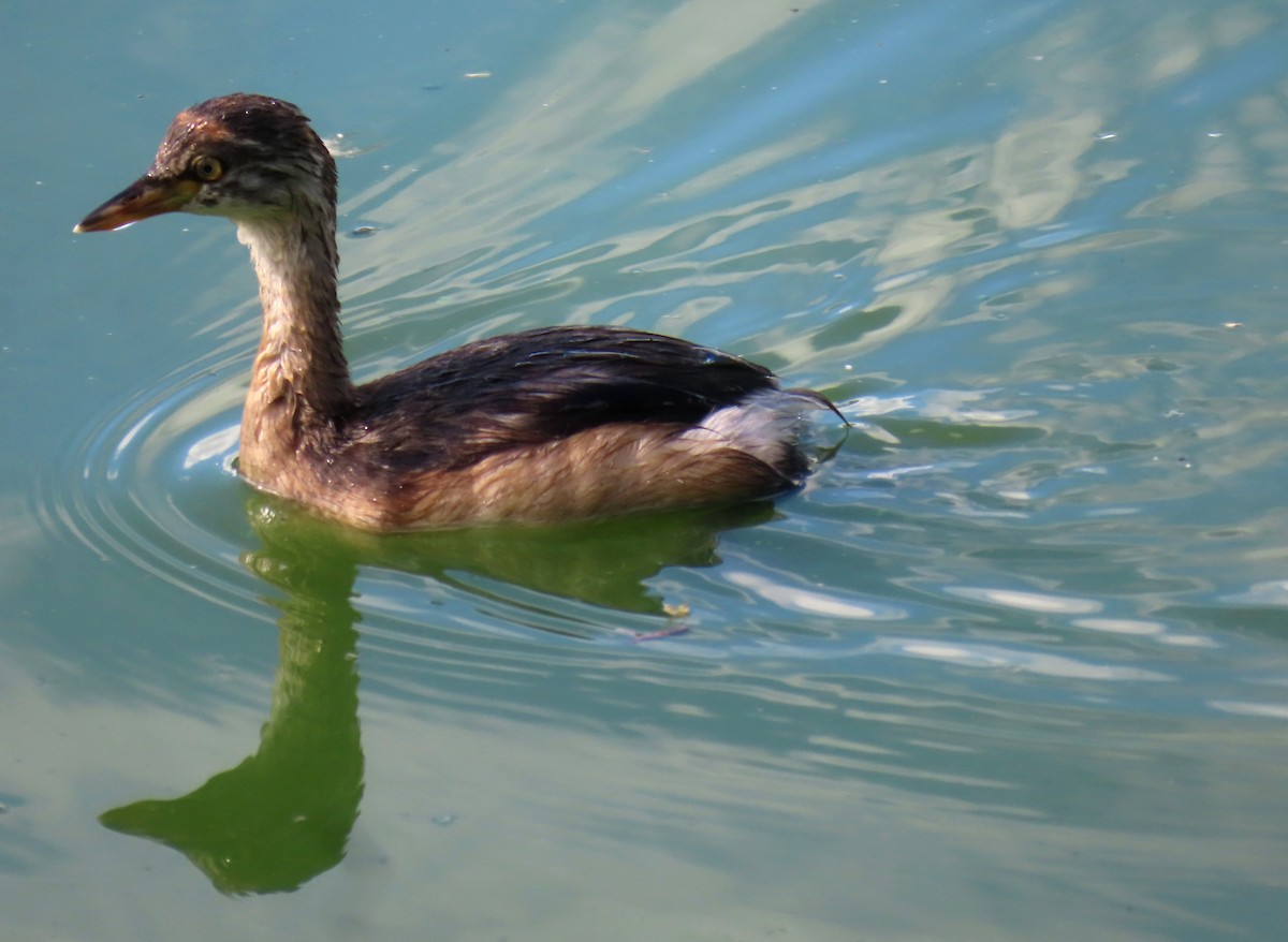 Australasian Grebe - ML616703146