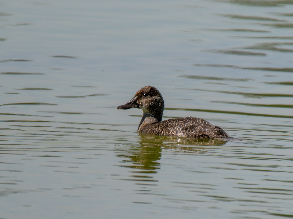 Blue-billed Duck - Ed Rice