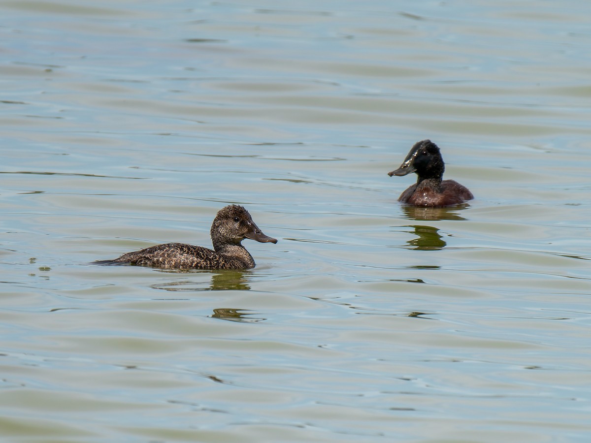 Blue-billed Duck - Ed Rice