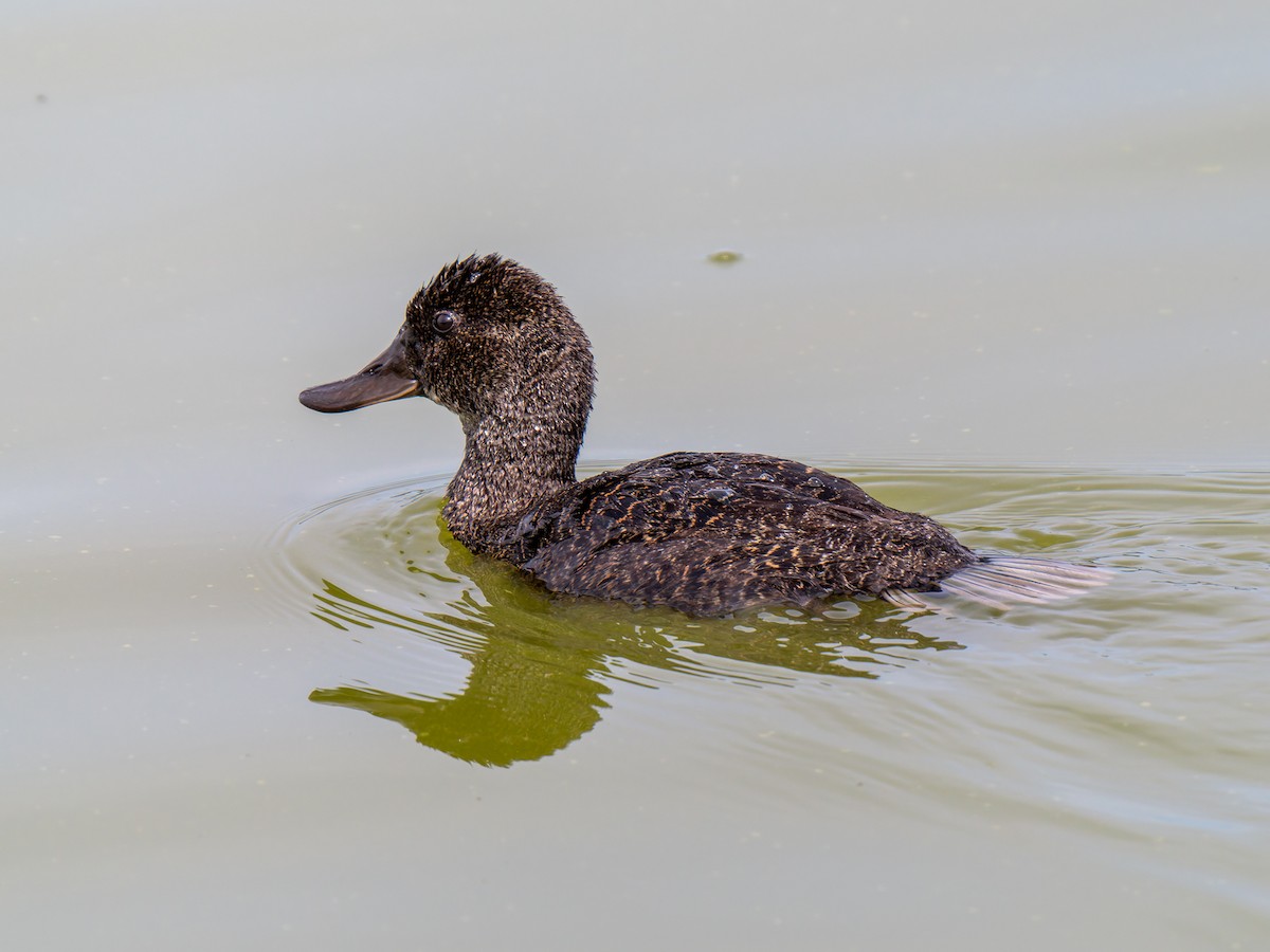 Blue-billed Duck - ML616703151