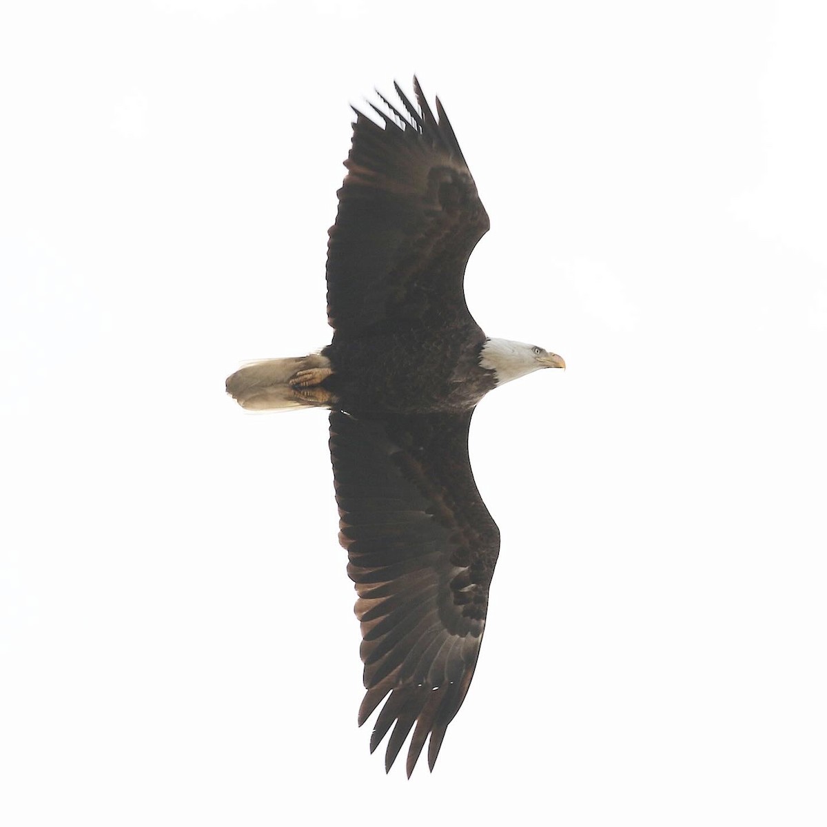 Bald Eagle - ML616703170