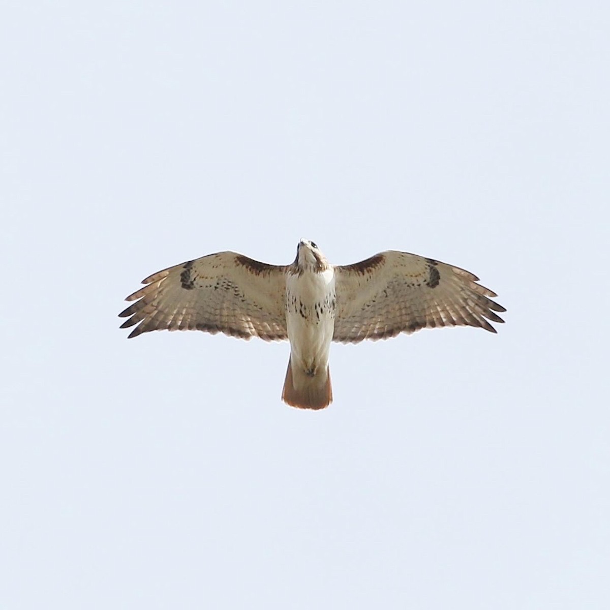 Red-tailed Hawk (borealis) - ML616703174