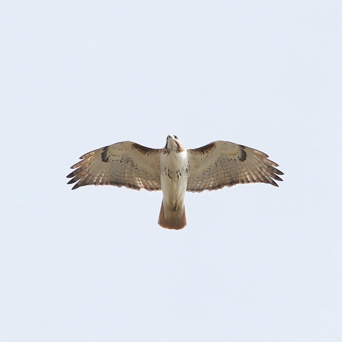káně rudochvostá (ssp. borealis) - ML616703174