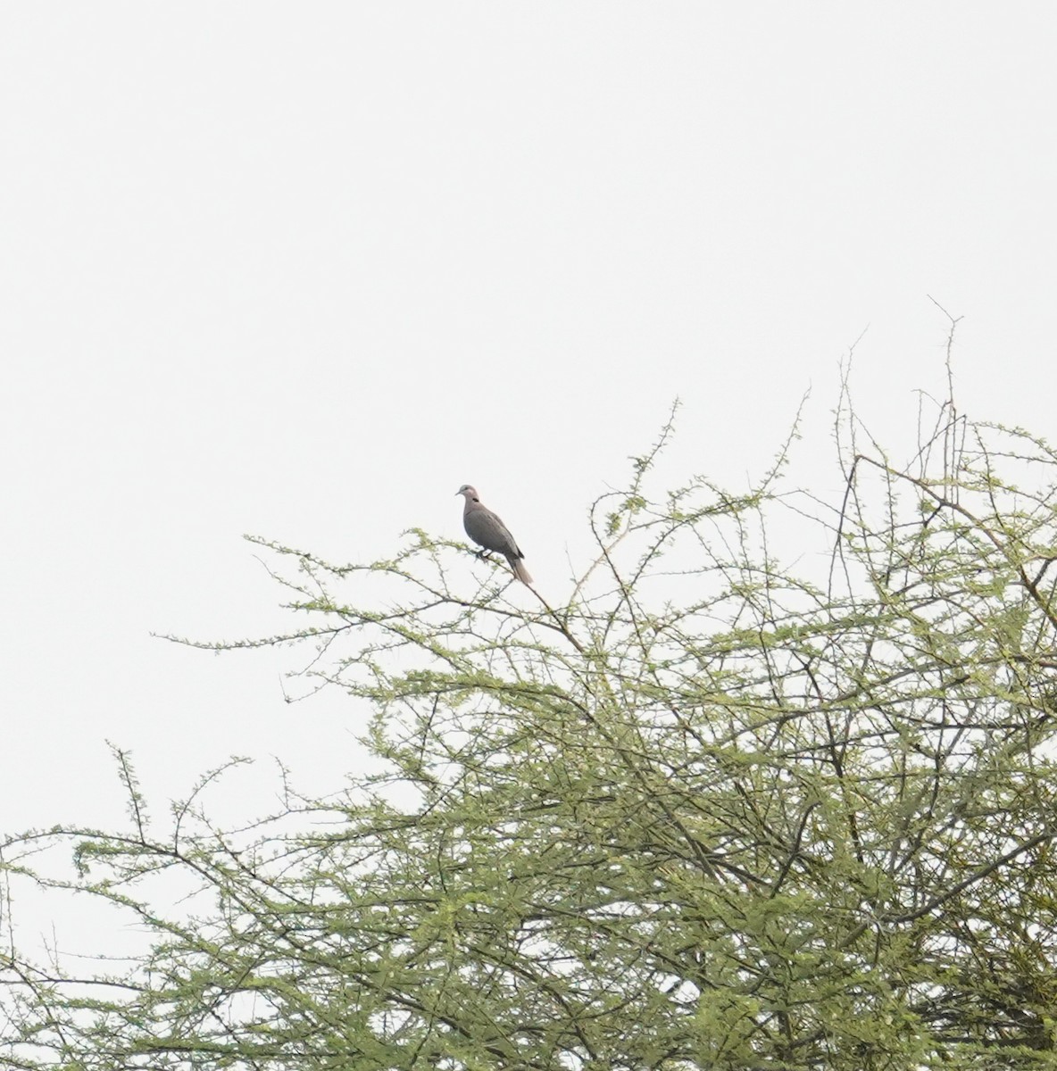 Ring-necked Dove - ML616703180