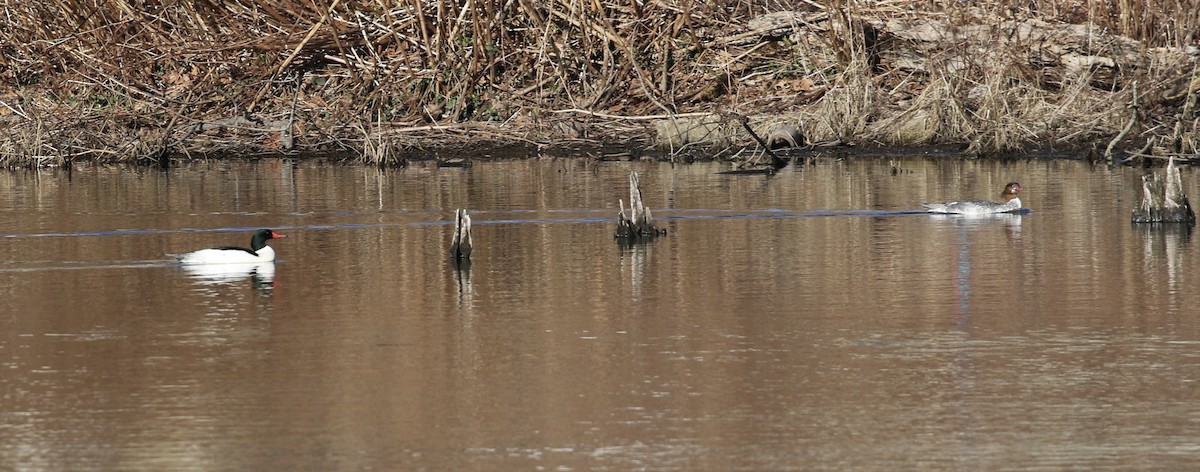 Common Merganser - ML616703189