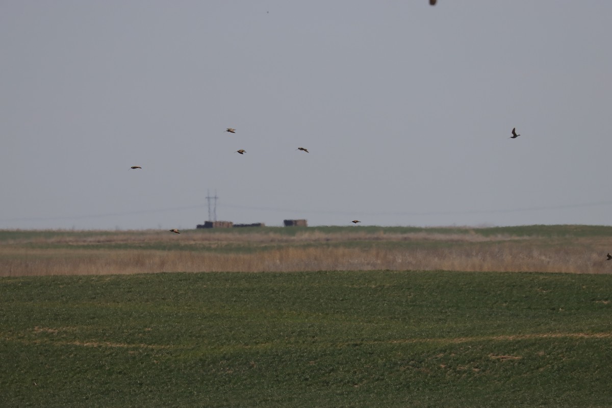 Long-billed Curlew - ML616703192