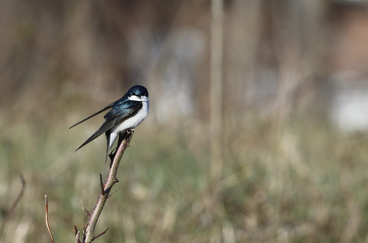 Tree Swallow - ML616703195