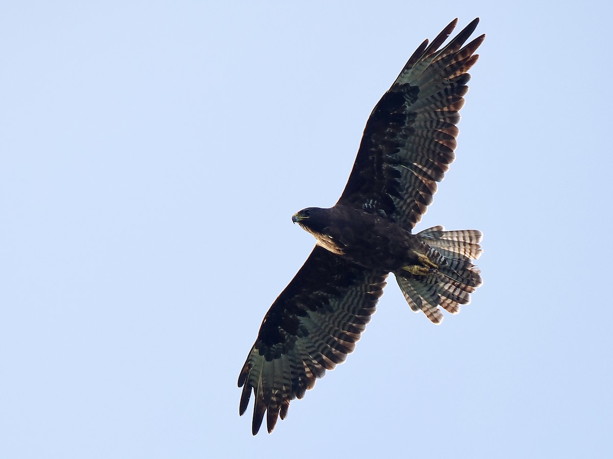 Galapagos Hawk - ML616703236