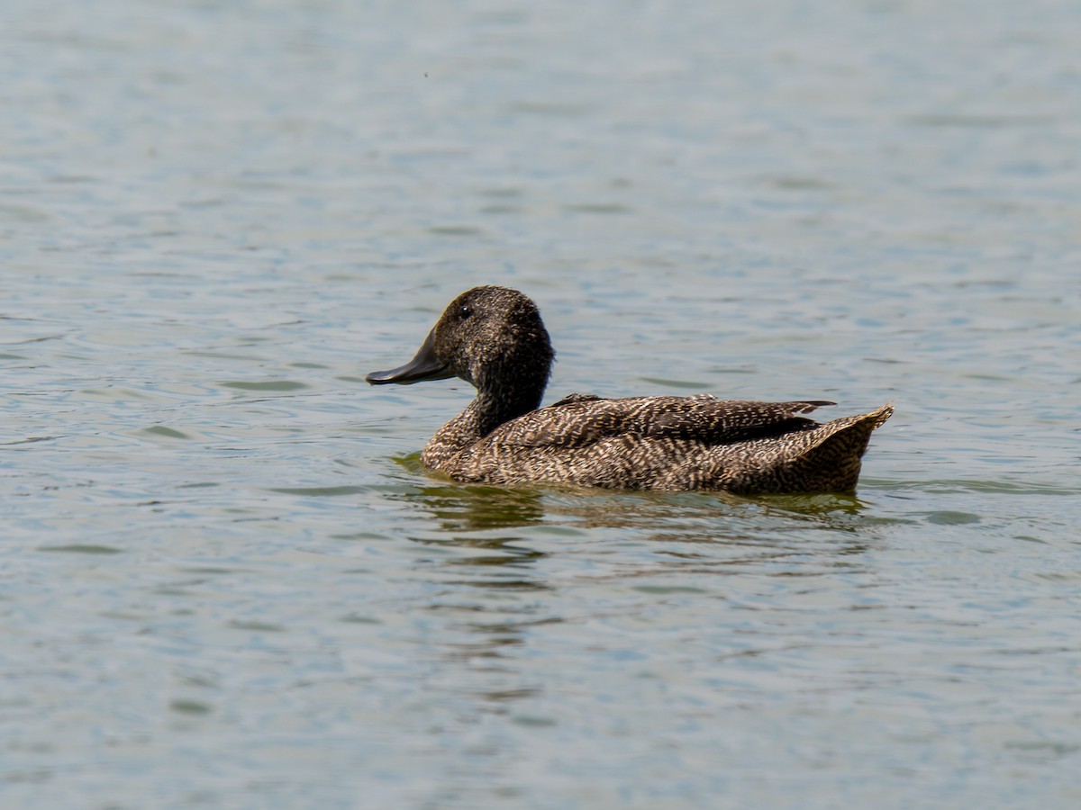 Freckled Duck - ML616703251