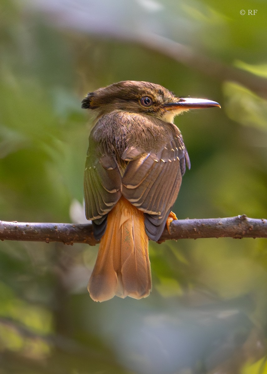Tropical Royal Flycatcher (Northern) - ML616703254