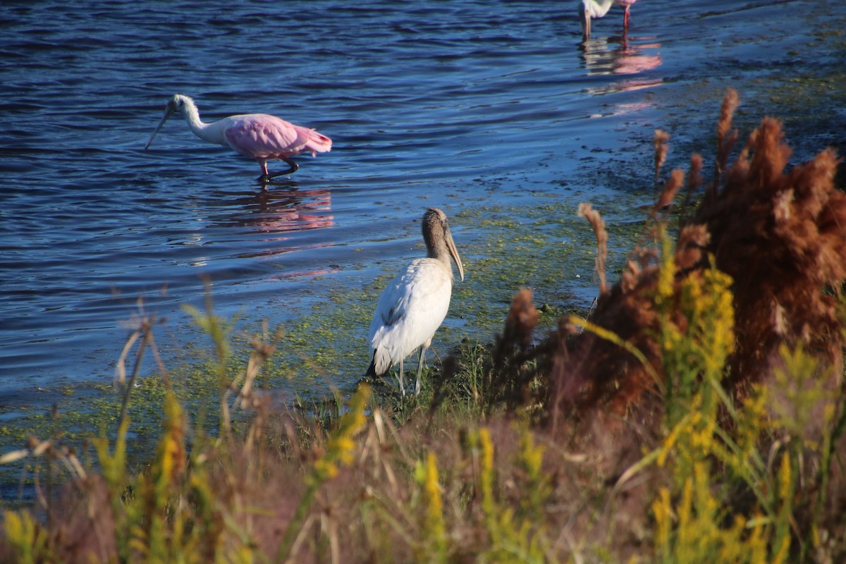 Wood Stork - Caroline Schratz