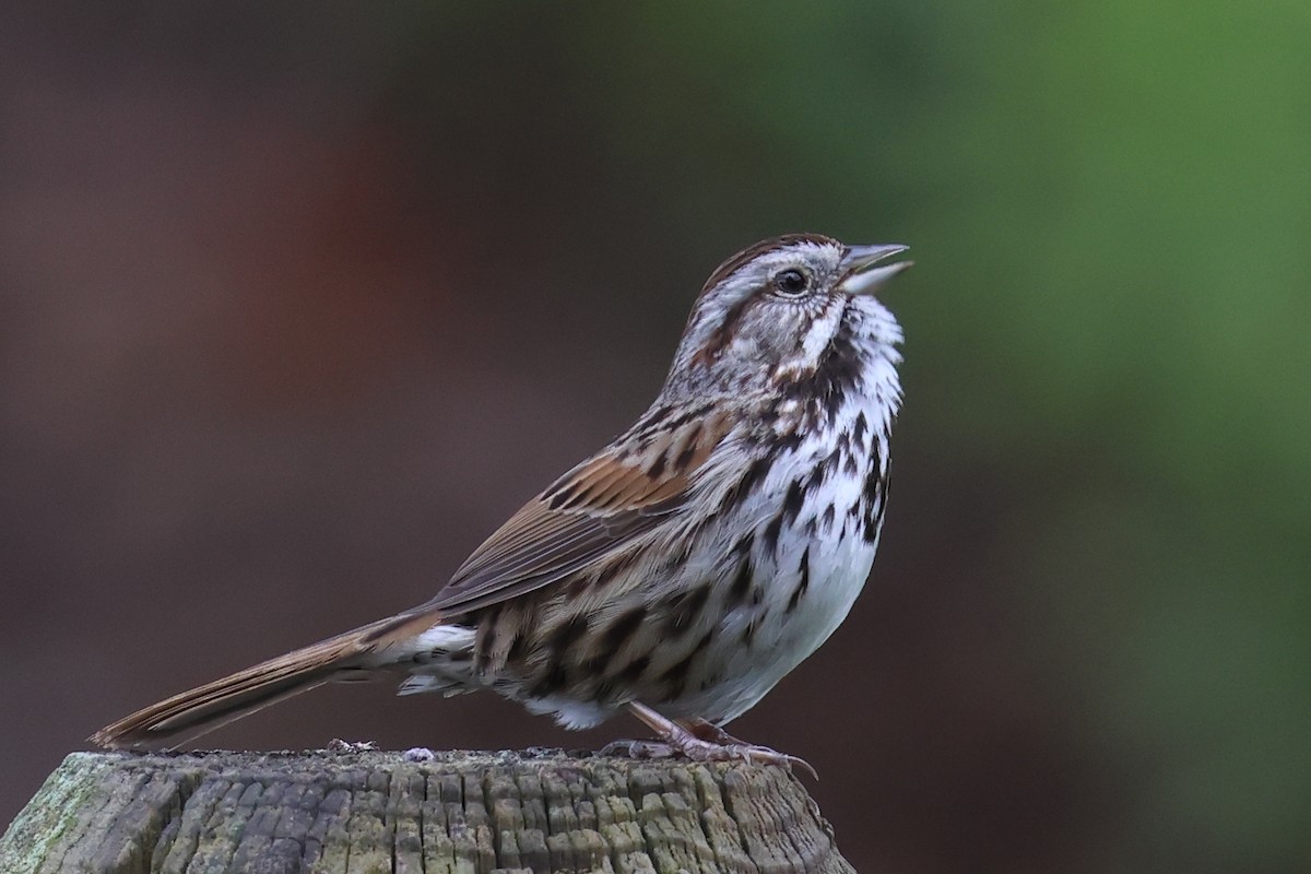 Song Sparrow - ML616703263