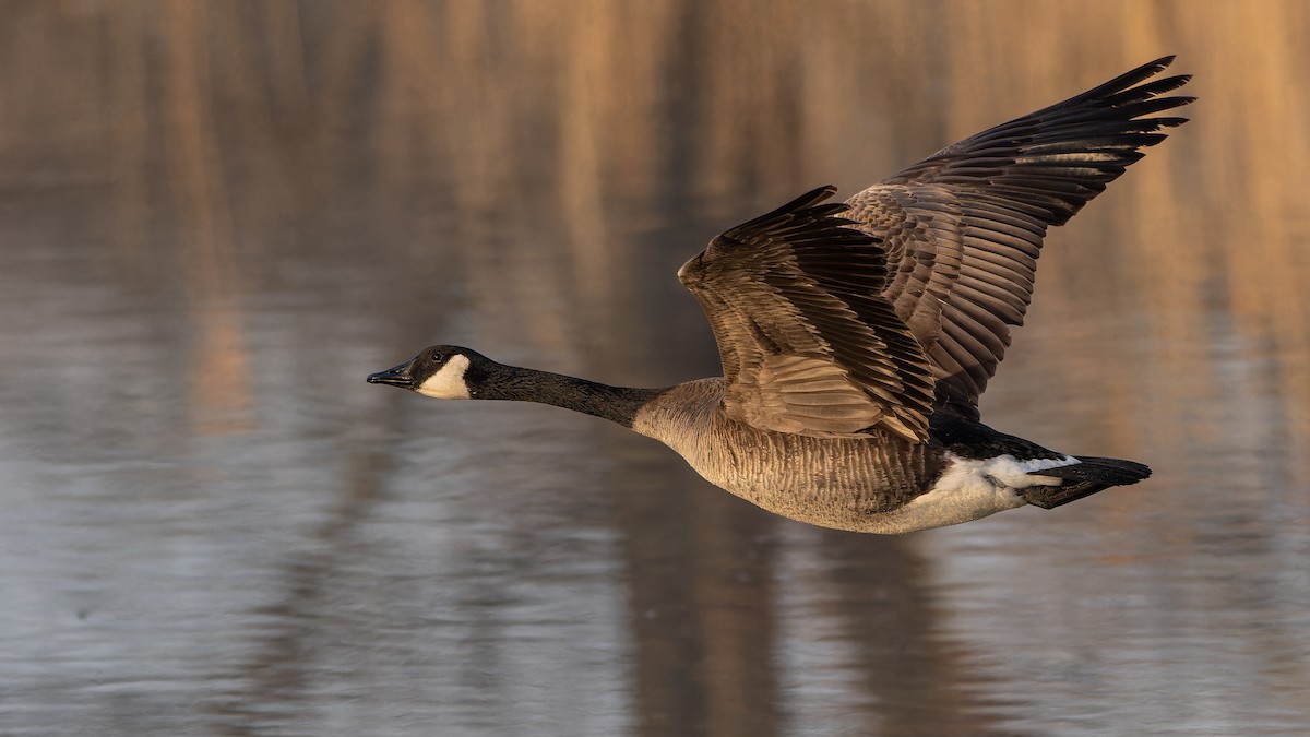 Canada Goose - ML616703270