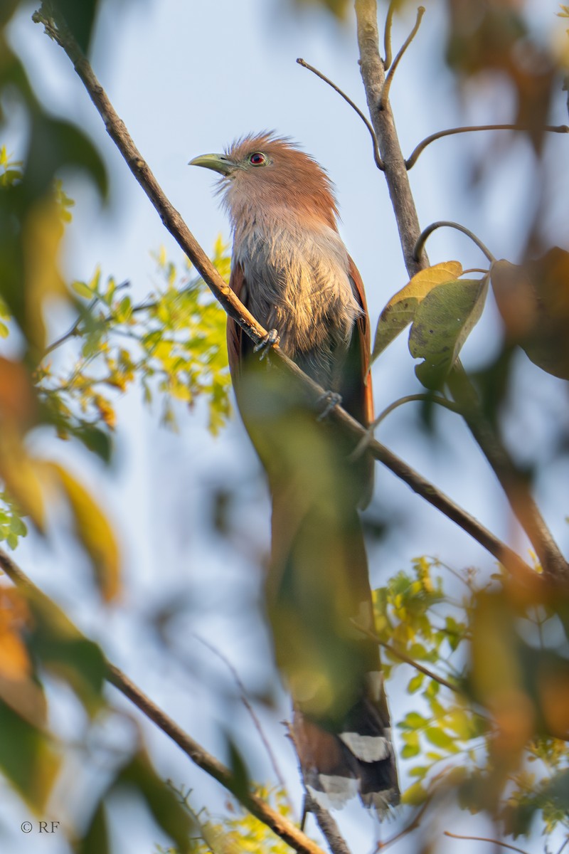 Squirrel Cuckoo (Middle America) - ML616703273