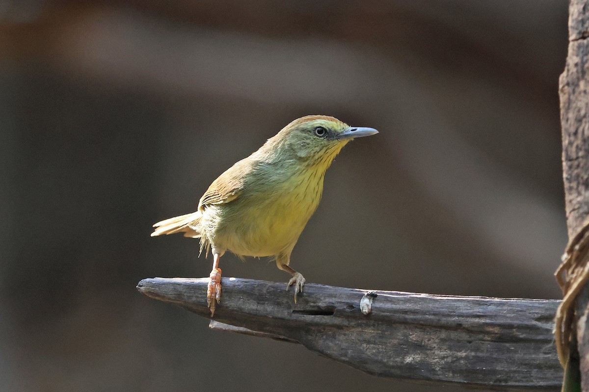 Pin-striped Tit-Babbler (Pin-striped) - ML616703314