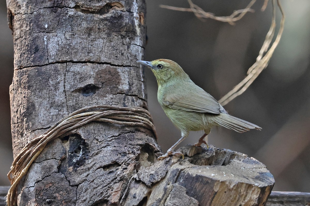 Pin-striped Tit-Babbler (Pin-striped) - ML616703315