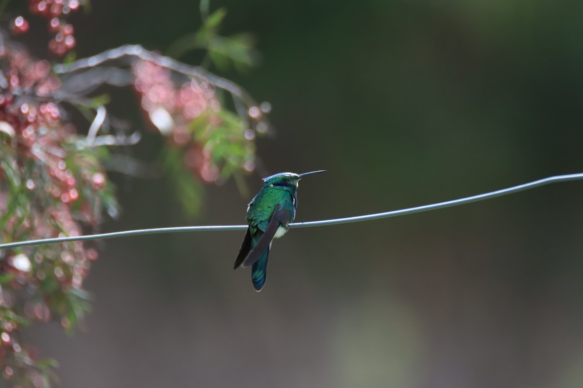 Colibrí Rutilante - ML616703356