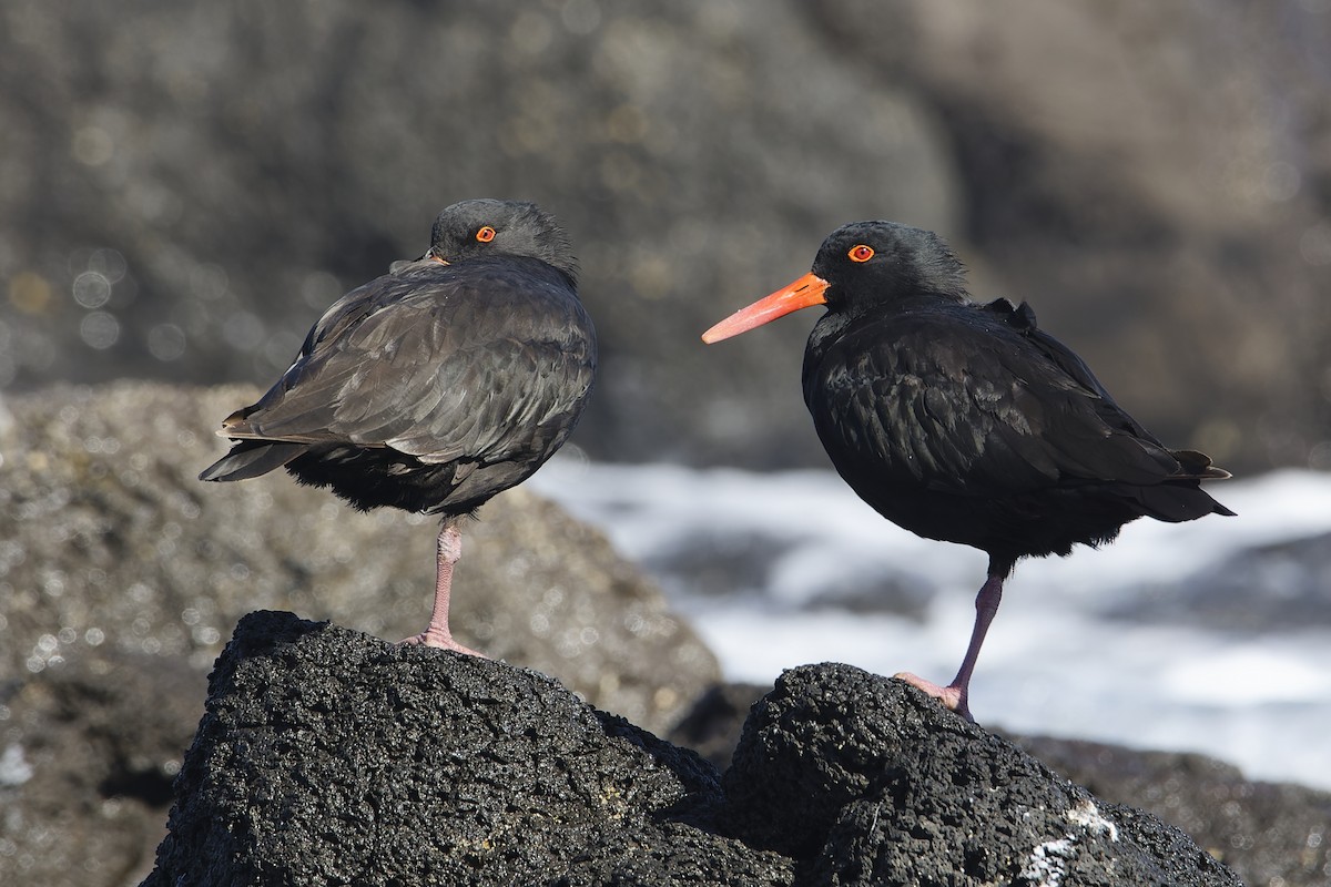 Sooty Oystercatcher - ML616703408