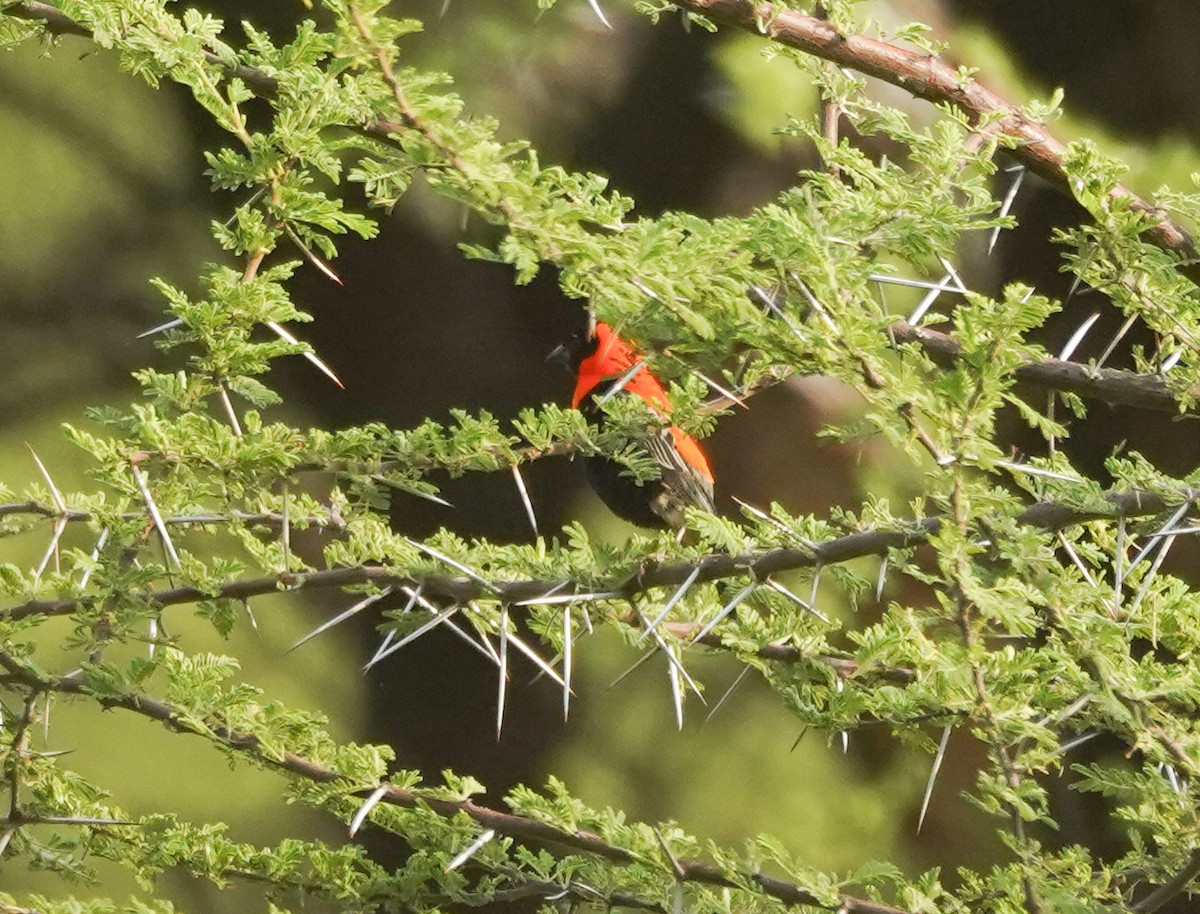 Black Bishop - ML616703421