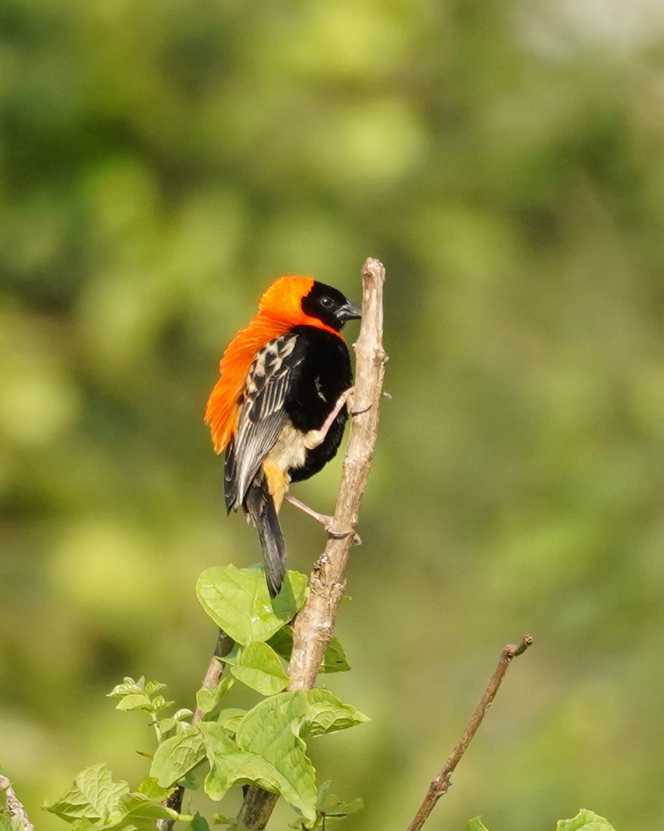 Black Bishop - ML616703427