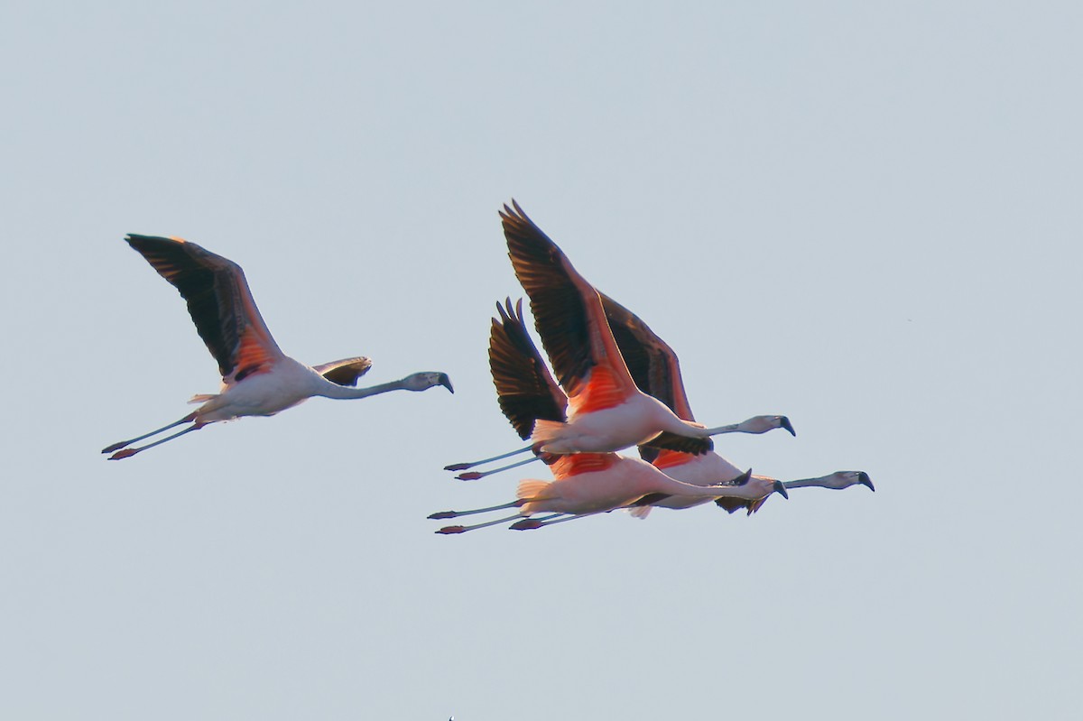 Chilean Flamingo - Robert Doster