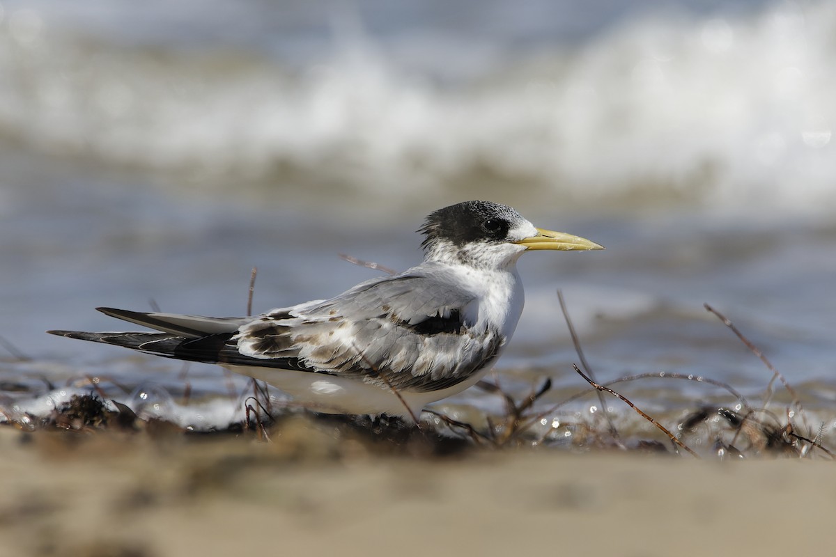 Great Crested Tern - ML616703472