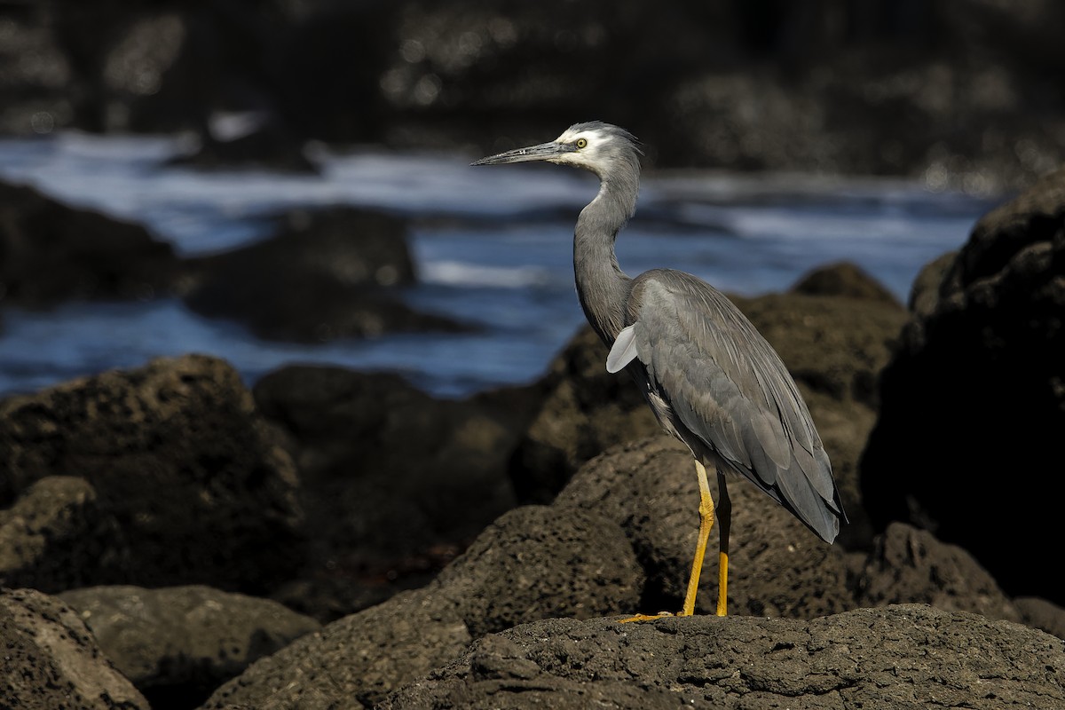 White-faced Heron - ML616703485