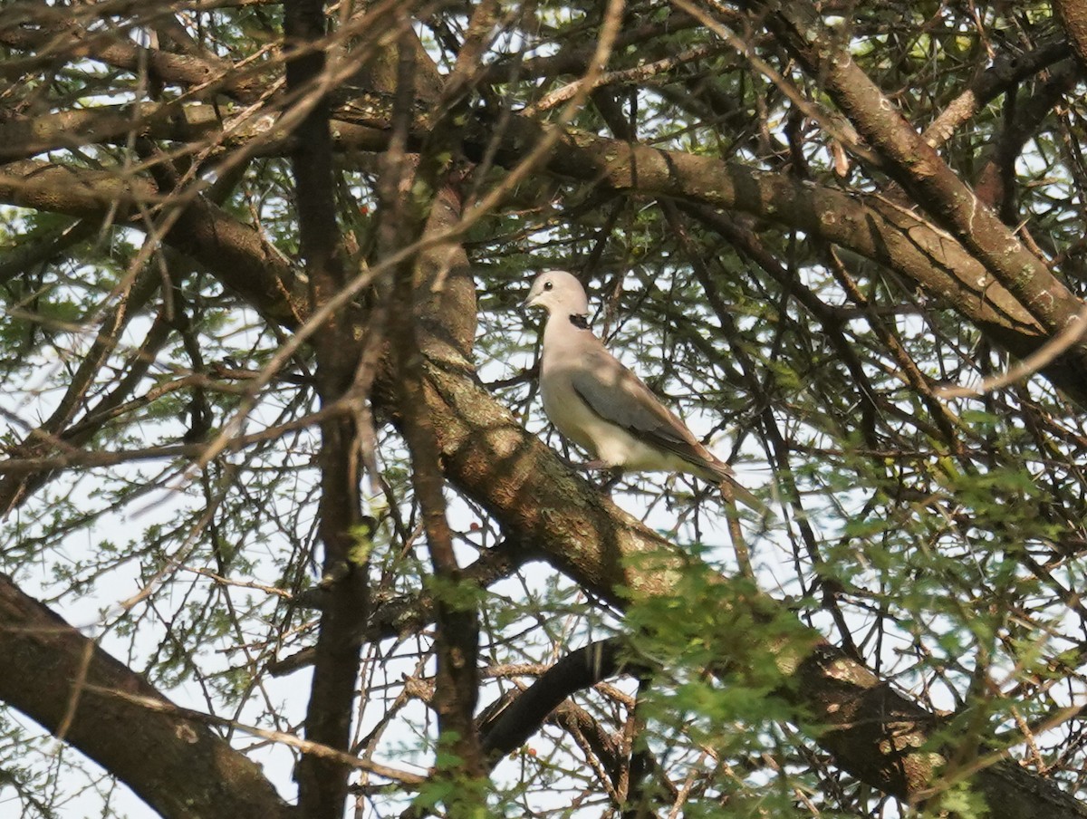 Ring-necked Dove - ML616703504