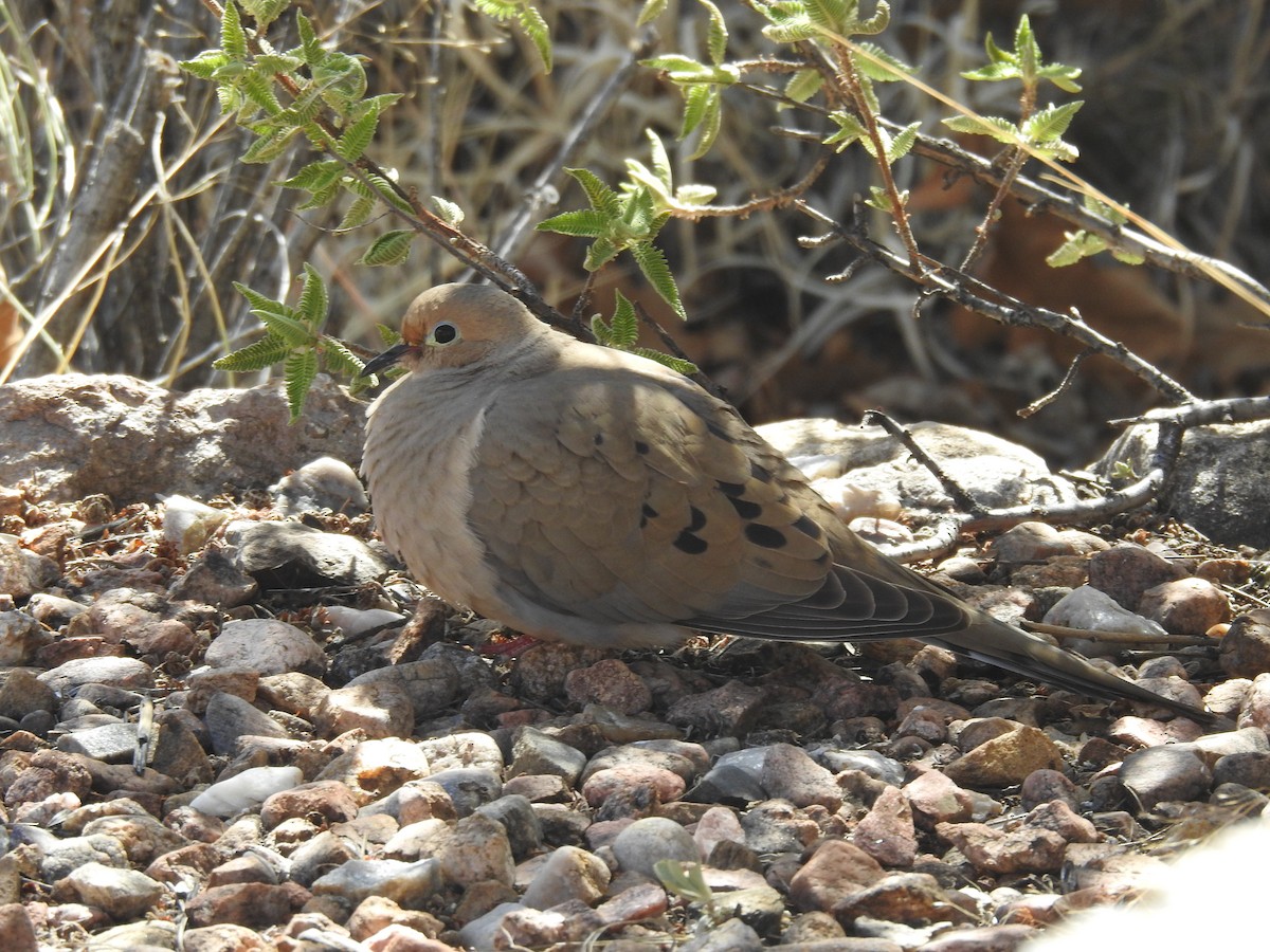 Mourning Dove - ML616703575