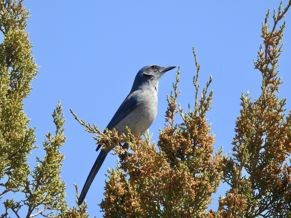 Woodhouse's Scrub-Jay - ML616703581