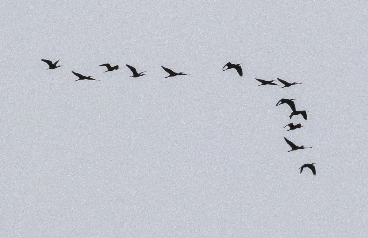 White-faced Ibis - ML616703582