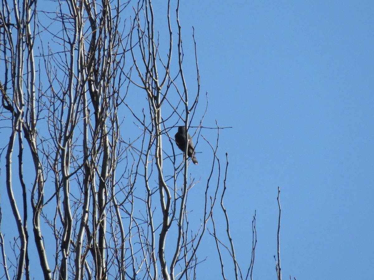 Cooper's Hawk - ML616703601