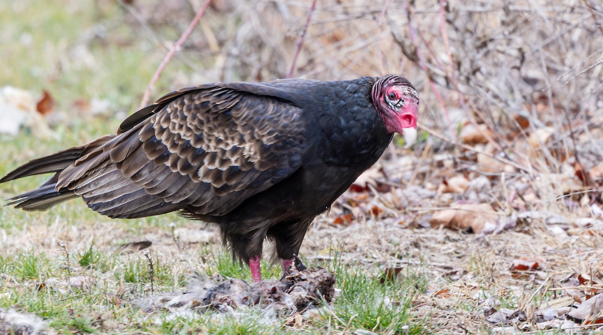 Turkey Vulture - ML616703629