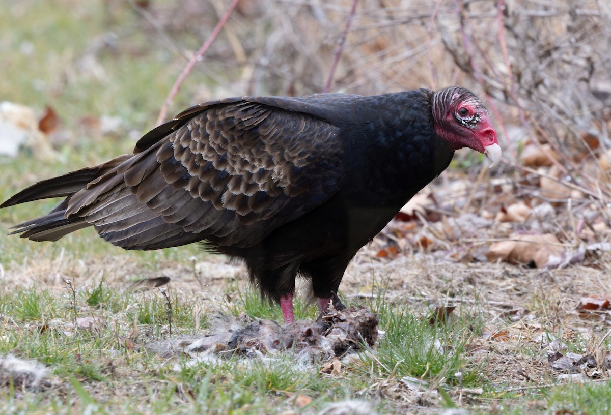 Turkey Vulture - ML616703638