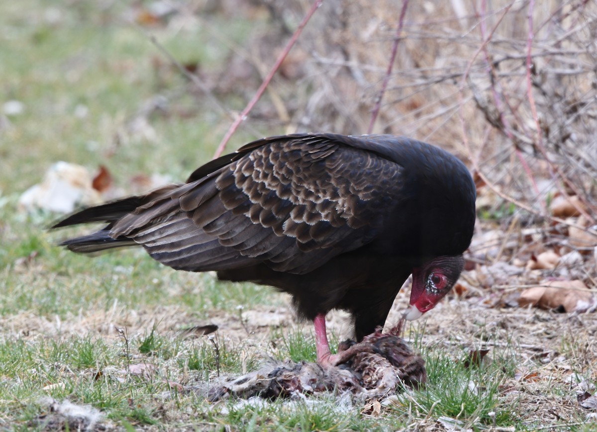 Turkey Vulture - ML616703651