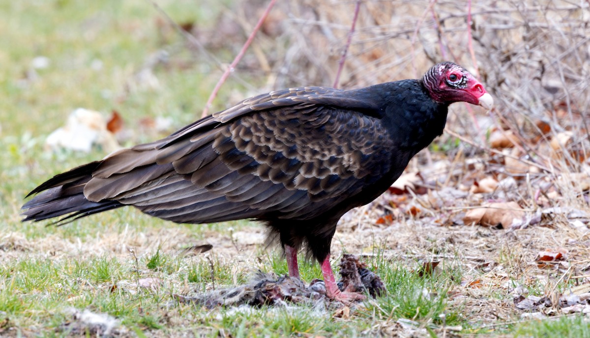 Turkey Vulture - Robert Bochenek