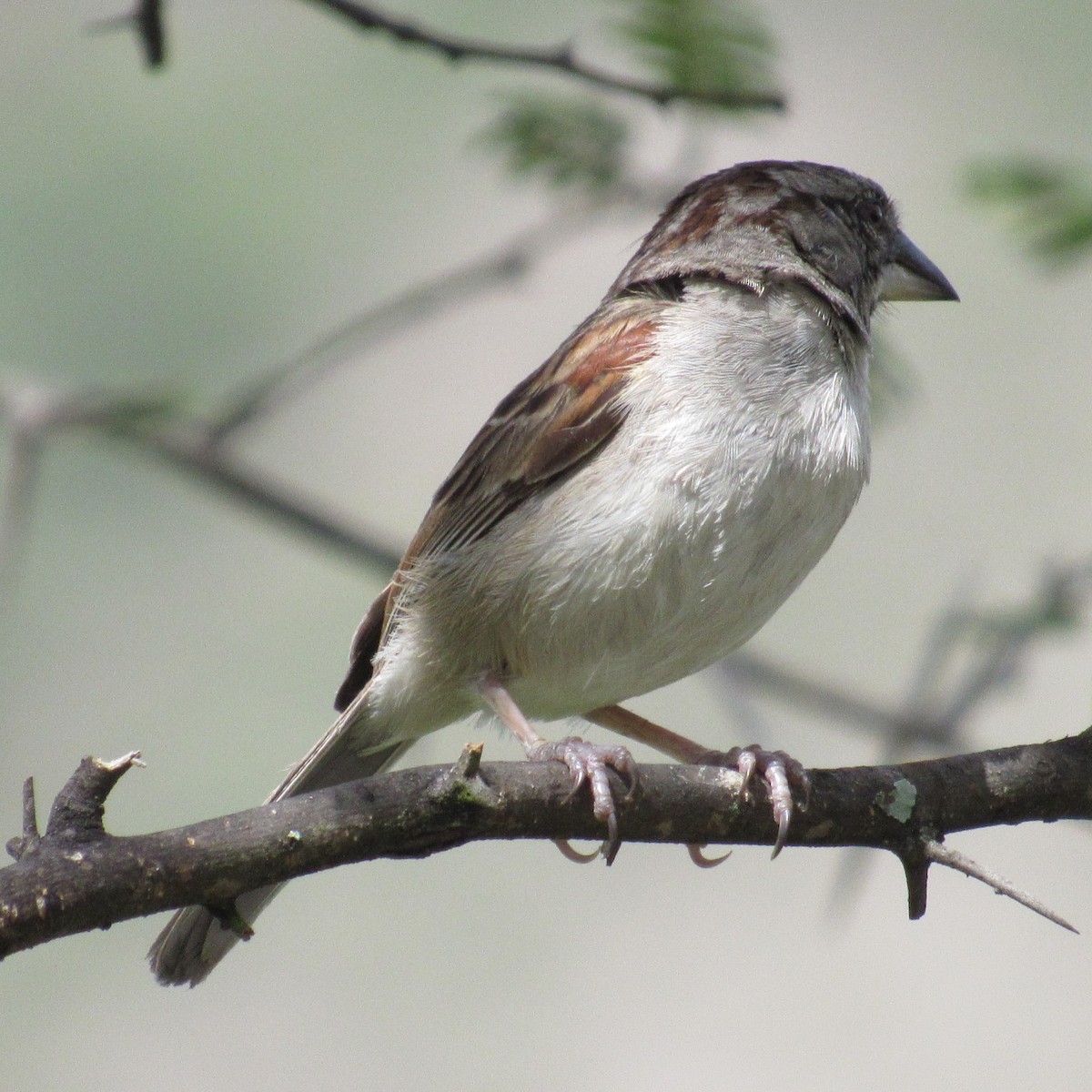 Tumbes Sparrow - Julie  Michael