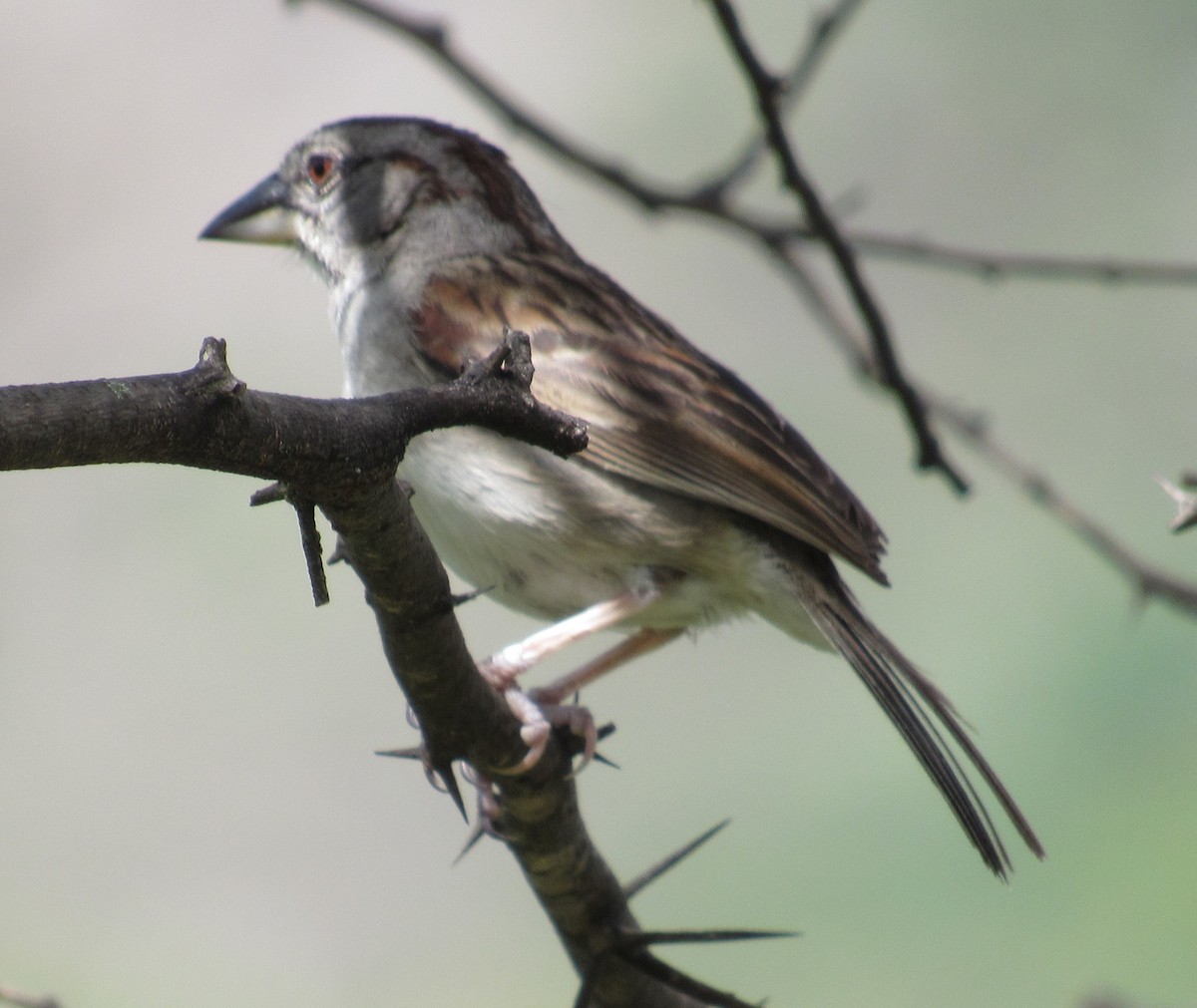 Tumbes Sparrow - Julie  Michael