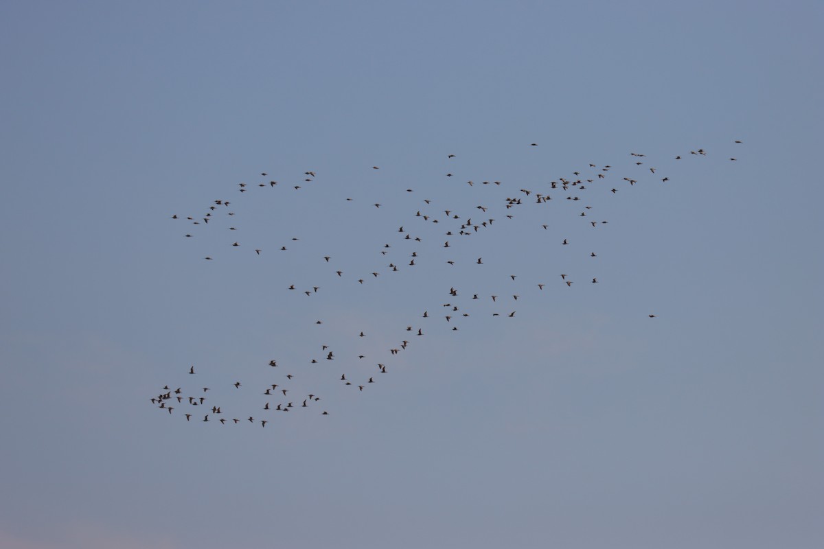 Long-billed Curlew - ML616703680